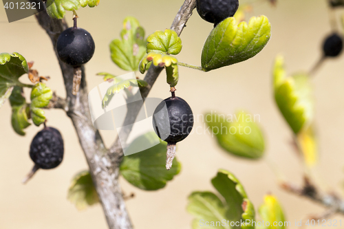 Image of dried berries harvest