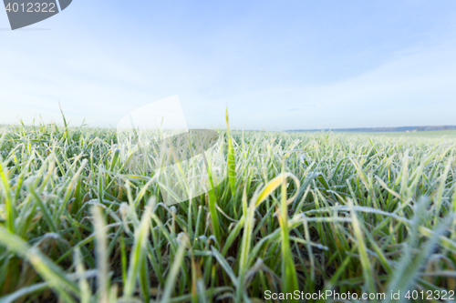 Image of young grass plants, close-up