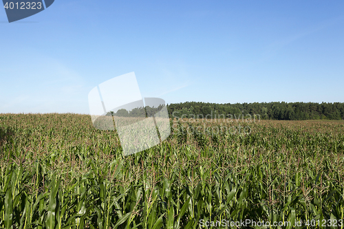 Image of Corn field, summer