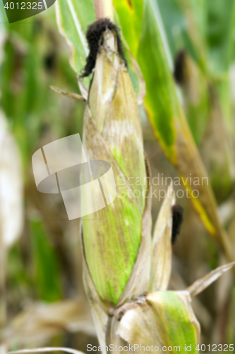 Image of mature corn crop