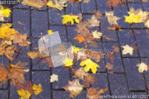 Image of autumn in the park