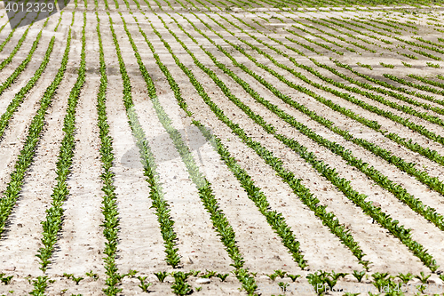 Image of agricultural field with beetroot