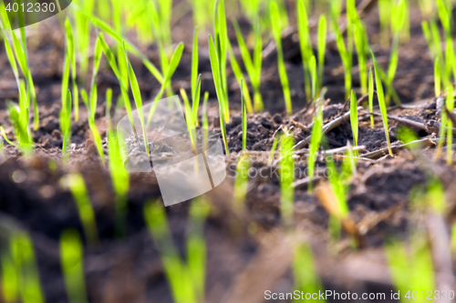 Image of young grass plants, close-up defocus