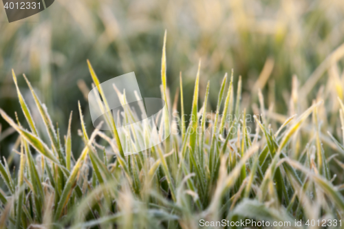 Image of wheat during frost