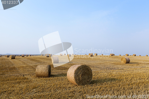 Image of haystacks in a field of straw