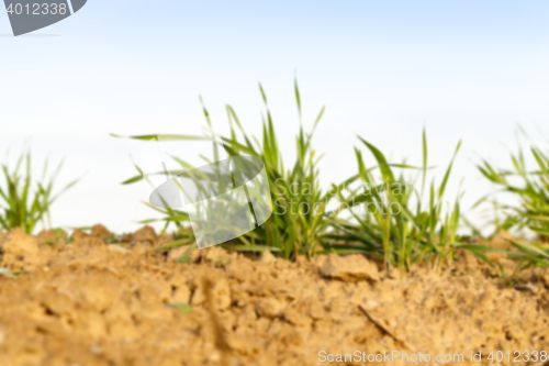 Image of young grass plants, close-up