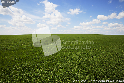 Image of field with cereals