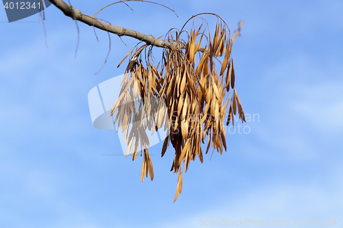 Image of maple seeds fall