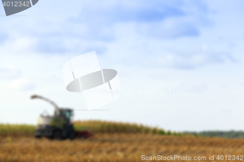 Image of harvested mature corn