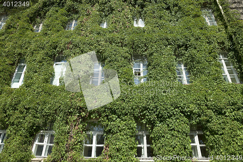 Image of building in the ivy