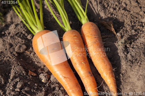 Image of carrots in hand