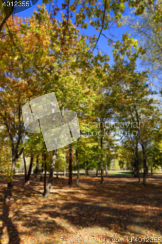 Image of autumn in the park