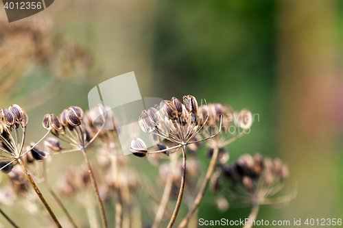 Image of mature dill close-up