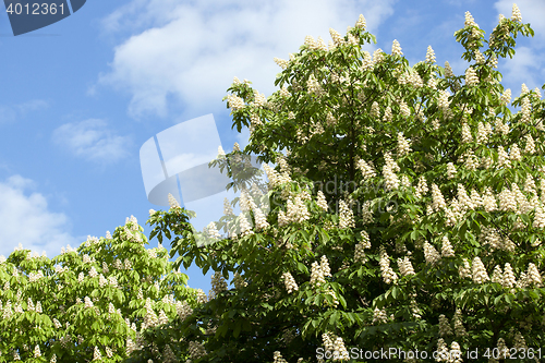 Image of blooming chestnut tree in the spring