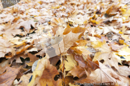 Image of Autumn Park, overcast