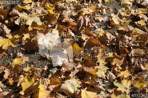 Image of yellowing leaves on the trees