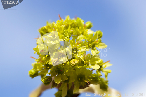 Image of flowering maple, close up