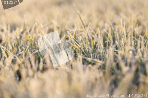 Image of frost on the wheat