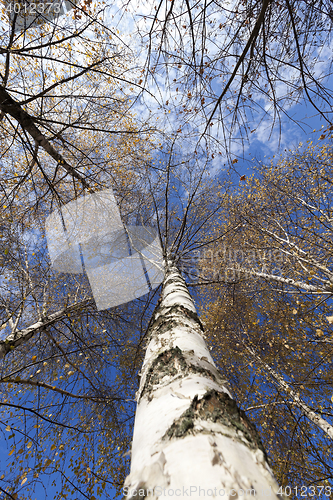 Image of autumn in the park