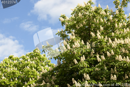 Image of blooming chestnut tree in the spring