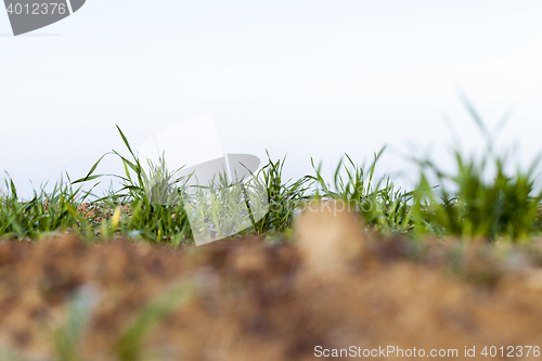 Image of young grass plants, close-up