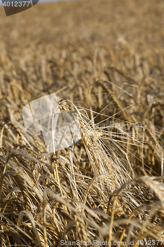 Image of farm field cereals