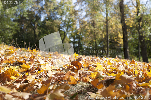 Image of autumn in the park