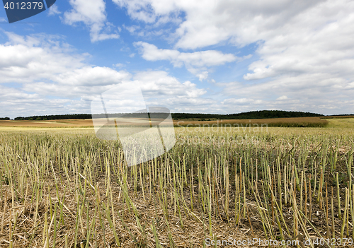 Image of collection rapeseed crop