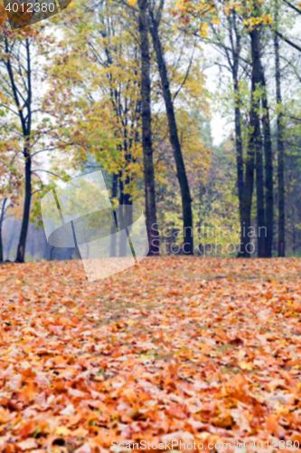 Image of autumn in the park