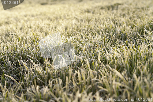 Image of young grass plants, close-up