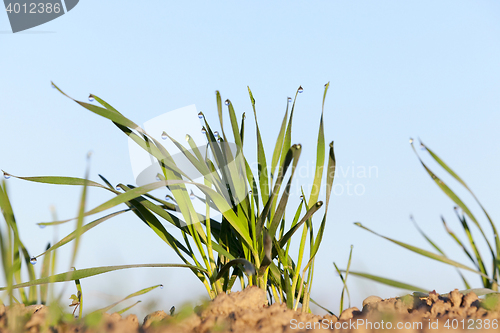 Image of young grass plants, close-up