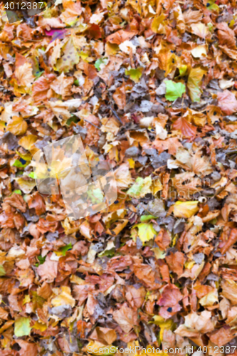 Image of autumn in the park