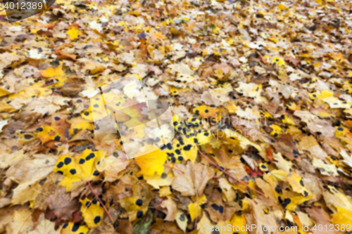 Image of Autumn Park, overcast