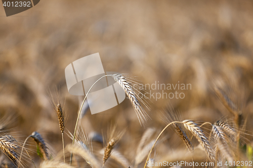 Image of straw in the field
