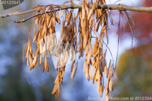 Image of autumn in the park