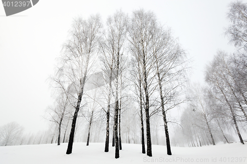 Image of trees in winter