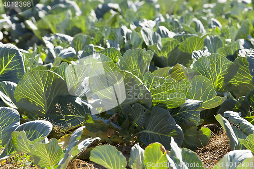 Image of green cabbage in a field