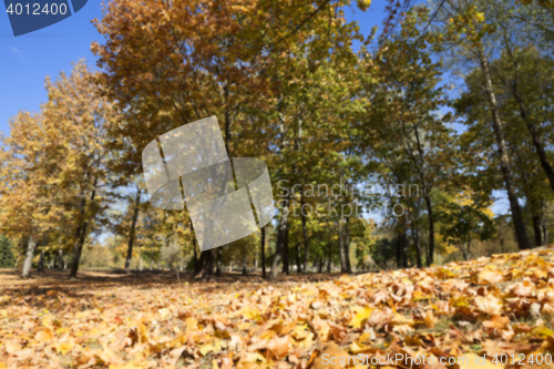 Image of autumn in the park