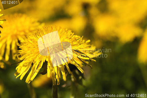 Image of yellow dandelions , clodeup