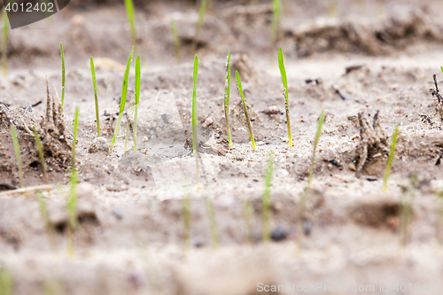 Image of young grass plants, close-up