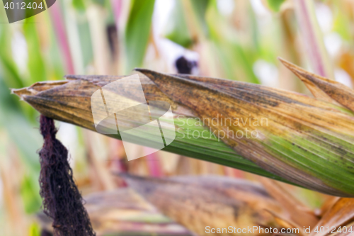 Image of field with mature corn