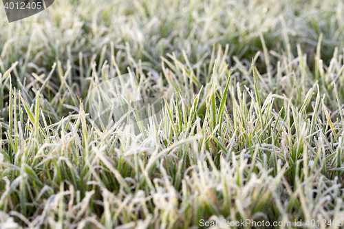 Image of young grass plants, close-up