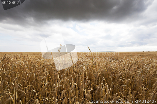 Image of ripe yellow cereals