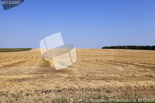 Image of ripe yellow cereals
