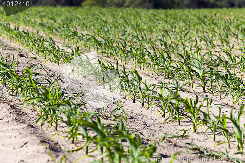 Image of agricultural field with corn