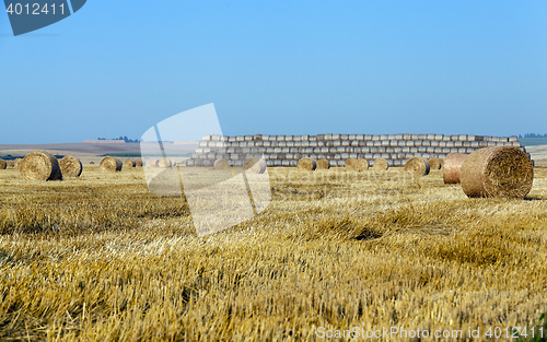 Image of haystacks in a field of straw