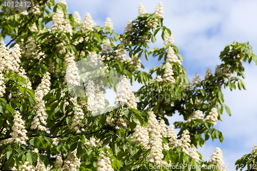 Image of blooming chestnut tree in the spring