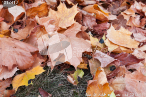 Image of autumn in the park