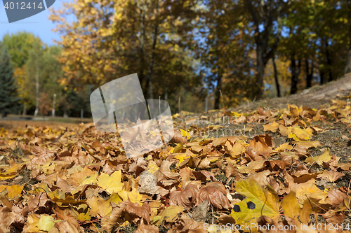 Image of autumn in the park