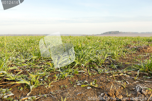 Image of young grass plants, close-up